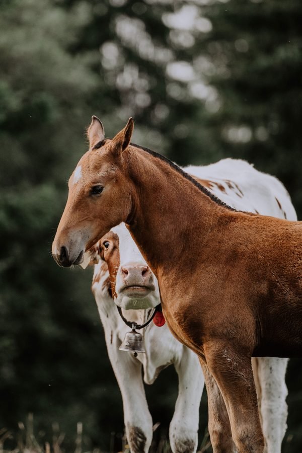 lara-baeriswyl-tg2WbEIJGRQ-unsplash